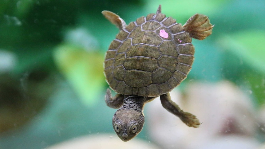 Close up on a tiny turtle swimming in an underwater habitat.