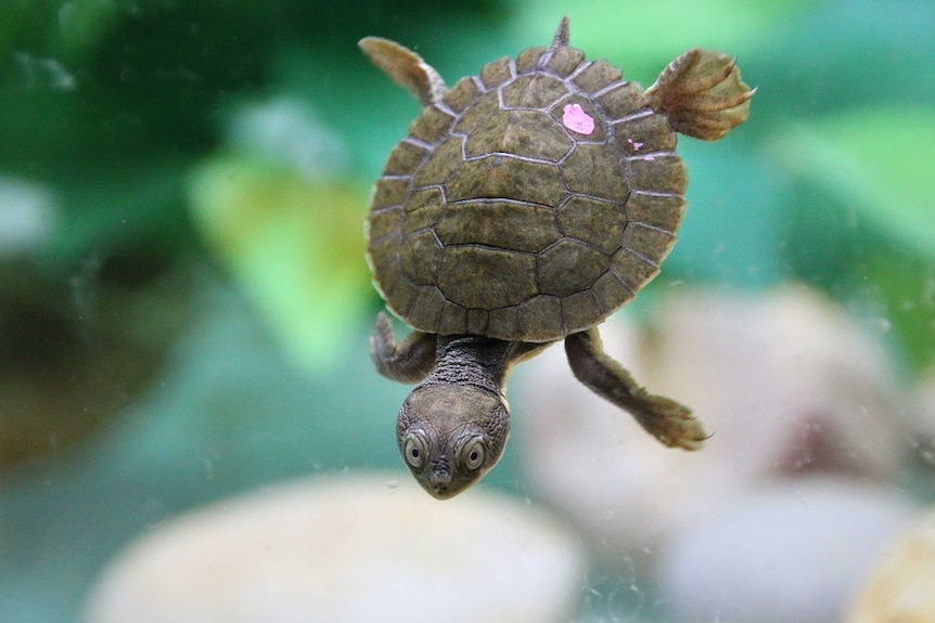 Close up on a tiny turtle swimming in an underwater habitat.