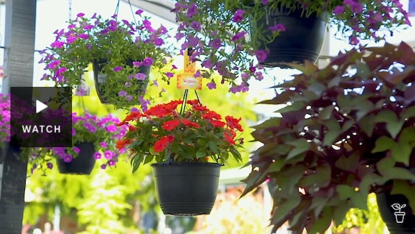 Hanging baskets filled with flowering plants. Has Video.