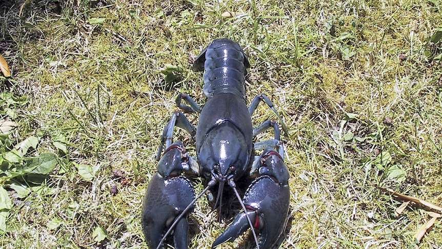 Large blue yabby found with giant claws