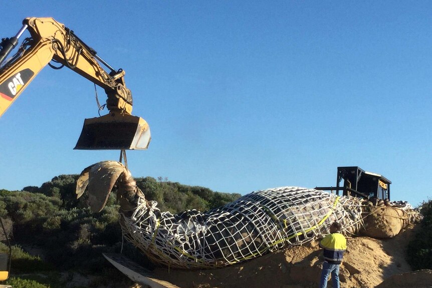 Heavy machinery manoeuvres a whale carcass up sand dunes from a beach.