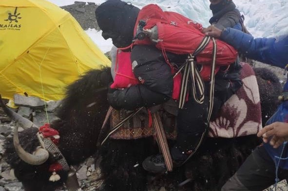 A black llama-looking yak carries a man on his back on rocks with snowy peaks in the background and tents.