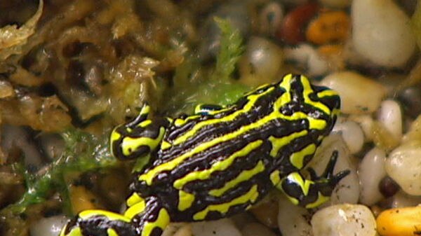 The tiny Northern Corroboree Frog has distinctive bright flashes of colour on its dark body.