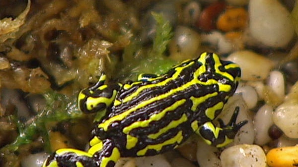 Northern corroboree frog