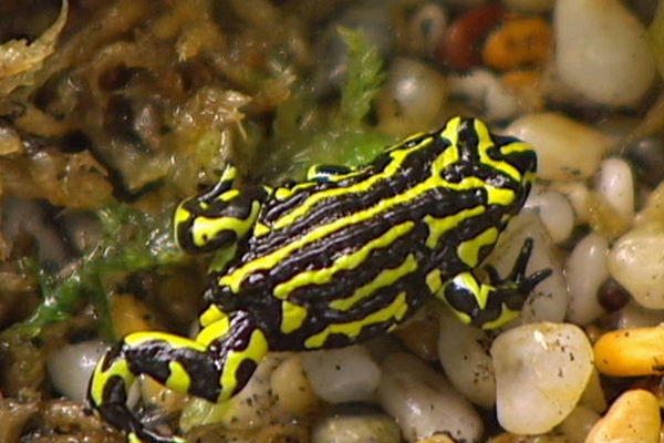 The tiny Northern Corroboree Frog has distinctive bright flashes of colour on its dark body.