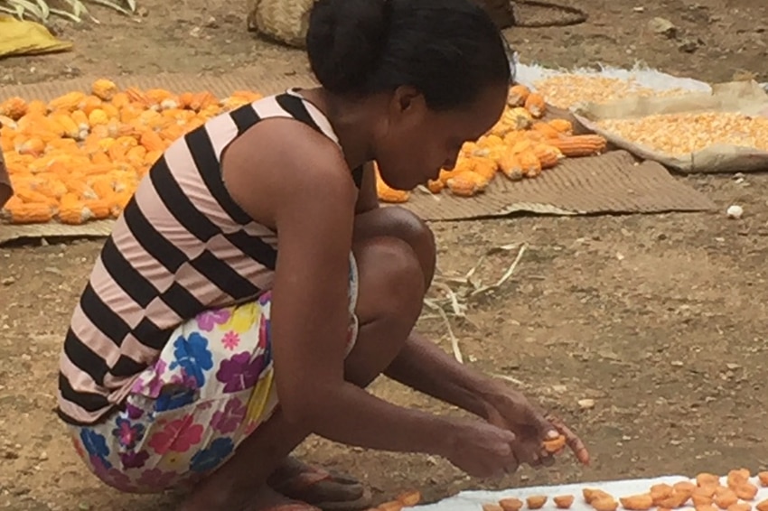 East Timorese women squat near corn cobs laid out on rattan mats