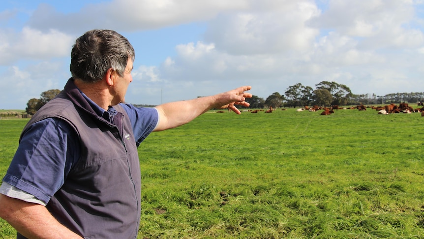 A man in a navy vest and shirt points towards cows milling in a lush, green paddock