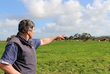 A man in a navy vest and shirt points towards cows milling in a lush, green paddock