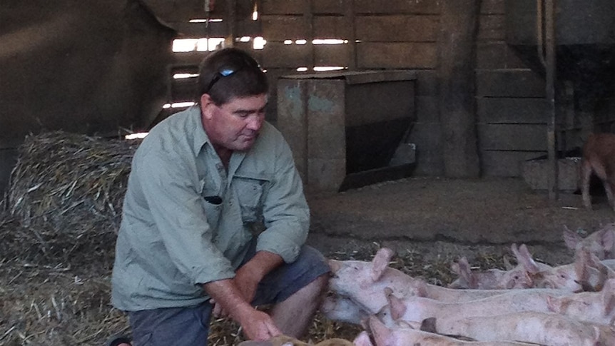 Temora pig farmer Steve Roberts with his piglets in the NSW Riverina