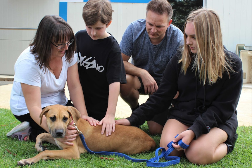 Family of four pets a dog sitting on grass