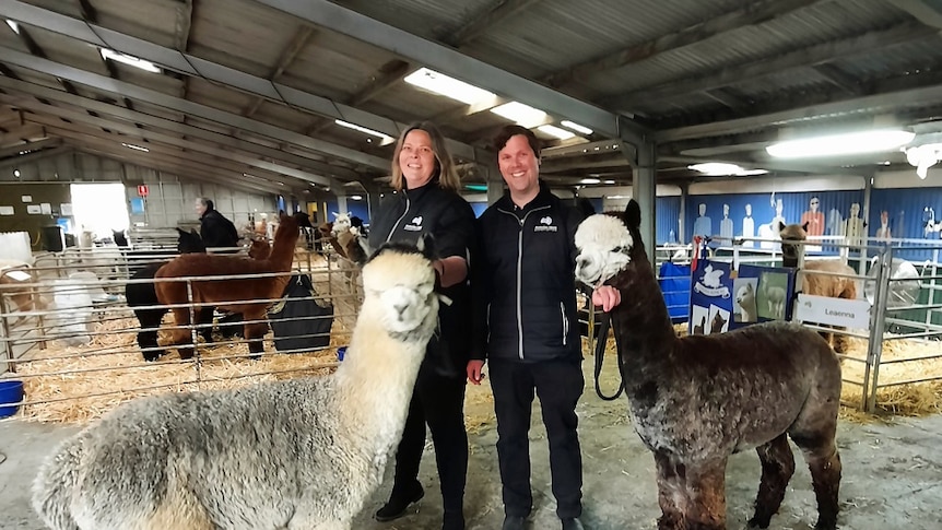 Two alpacas staring at the camera and being held by a man and a woman