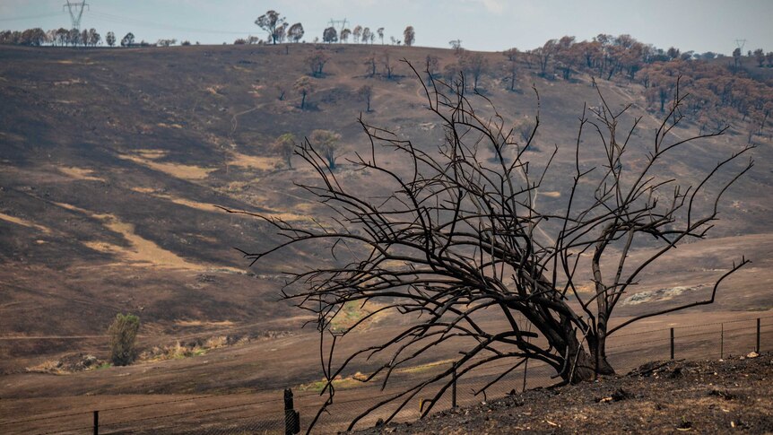 A burnt out tree with many branches in the foreground, blackened hillside in the background.