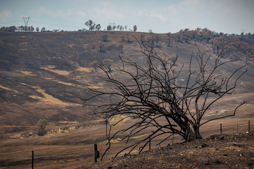 A burnt out tree with many branches in the foreground, blackened hillside in the background.