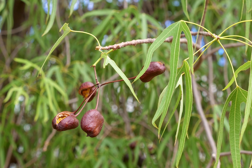 Desert Kurrajong seeds on a tree