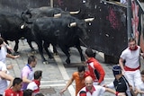 Bulls run during the San Fermin Festival in Pamplona, northern Spain on July 13, 2013