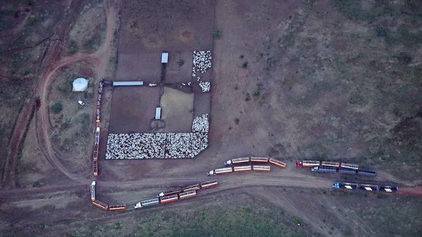 an aerial view of cattle in yards being loaded onto trucks