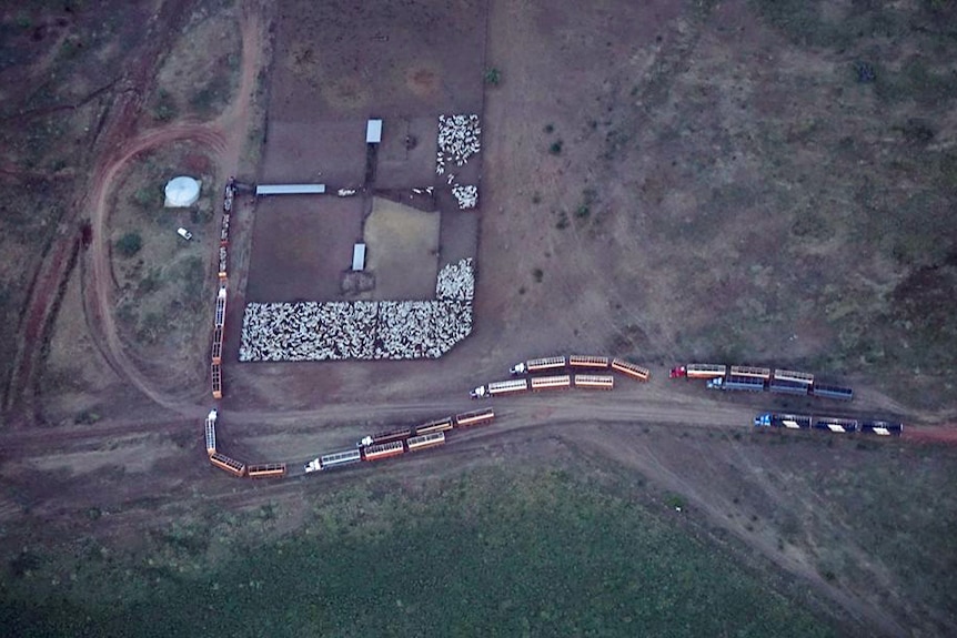 an aerial view of cattle in yards being loaded onto trucks