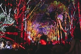 Avenue of huge gum trees lit up with colourful patterns seen over the tops of the heads of people.