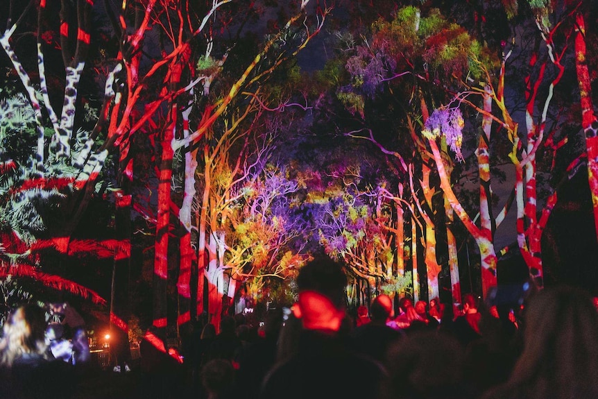 Avenue of huge gum trees lit up with colourful patterns seen over the tops of the heads of people.