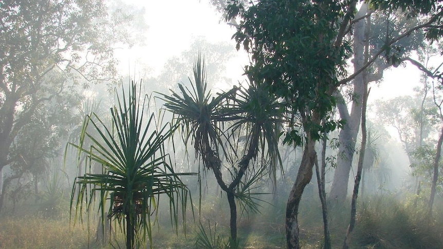 Pandanas palms sit in the foreground of a savannah landscape with smoke haze in the air