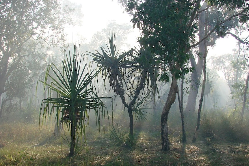 Pandanas palms sit in the foreground of a savannah landscape with smoke haze in the air