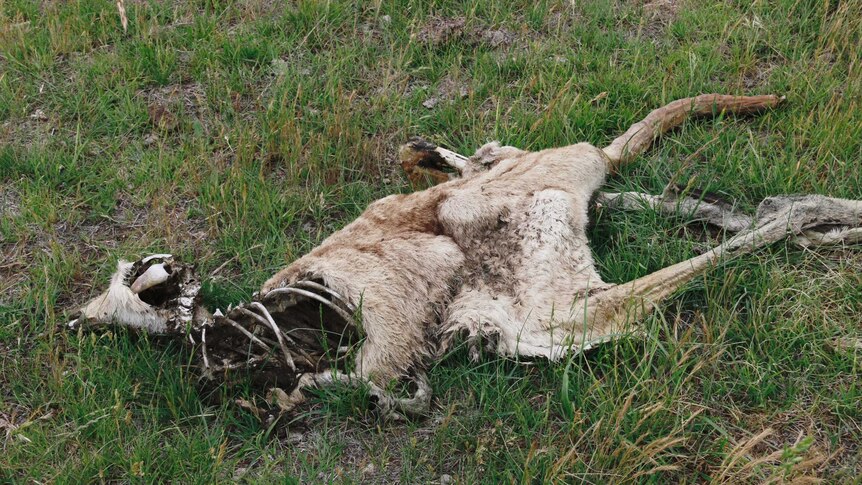 A decomposing kangaroo.