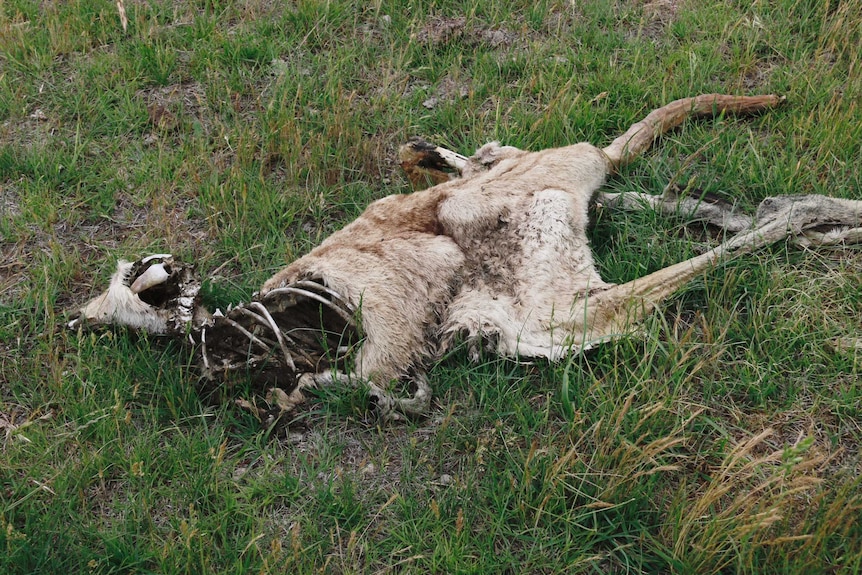 A decomposing kangaroo.