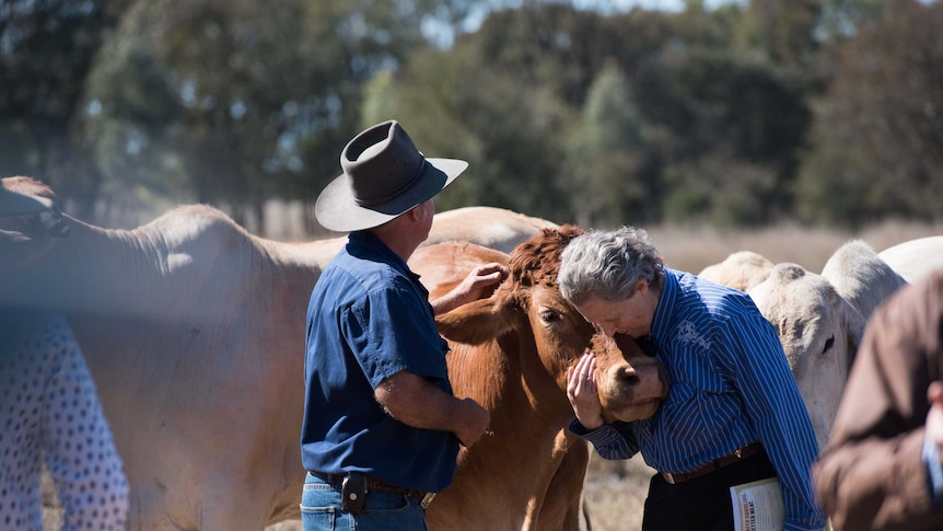 A woman hugs a red steer while a man gives the animal a scratch behind it's ear