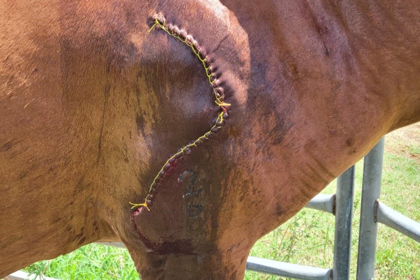 A big wound neatly stitched up on a horse.