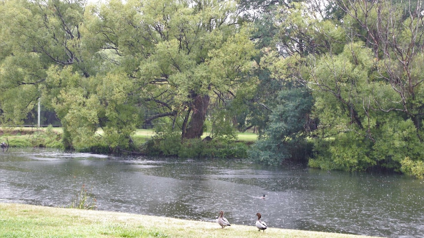 Nice weather for ducks in the rain by the Meander River.