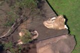 Two lions sitting down, as seen from above.