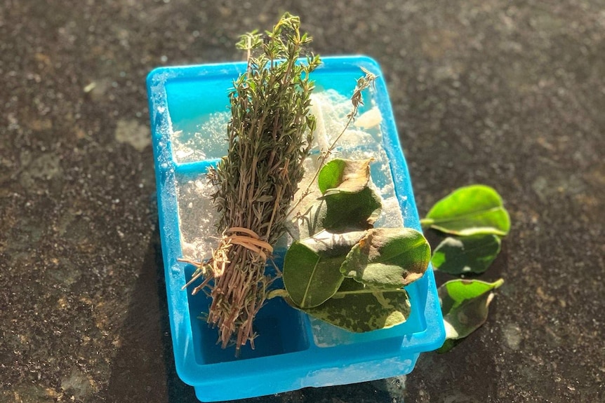 A bunch of thyme and fresh bay leaves rest on an ice cube tray, freezing herbs can make them last longer during coronavirus.