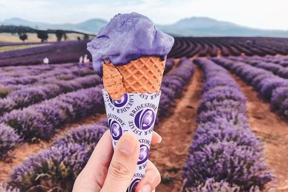 A lavender ice-cream held aloft in front of a lavender field.