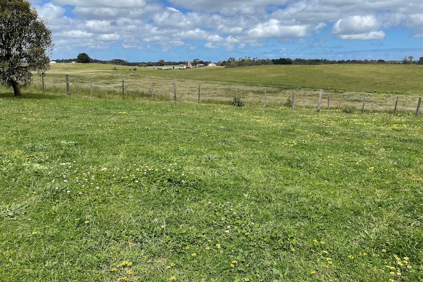 a clover patch.