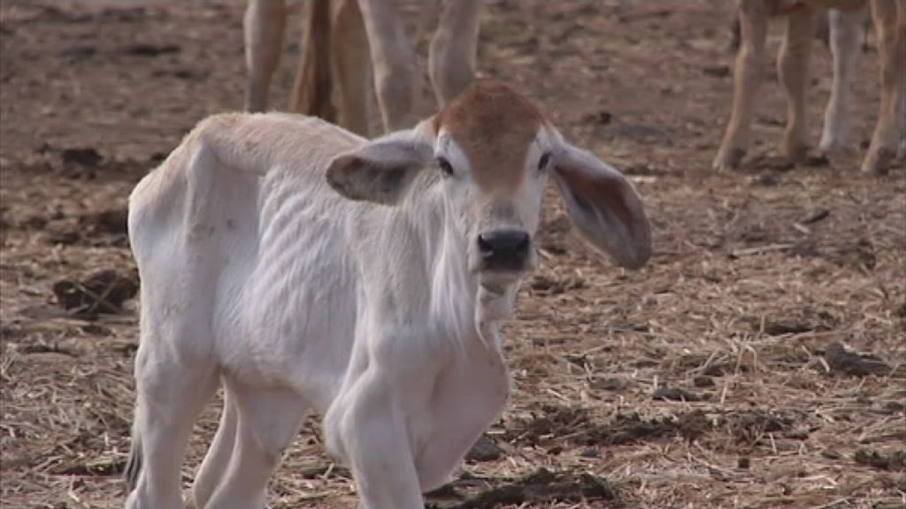 Farmers drowning in debt as drought drags on - ABC News