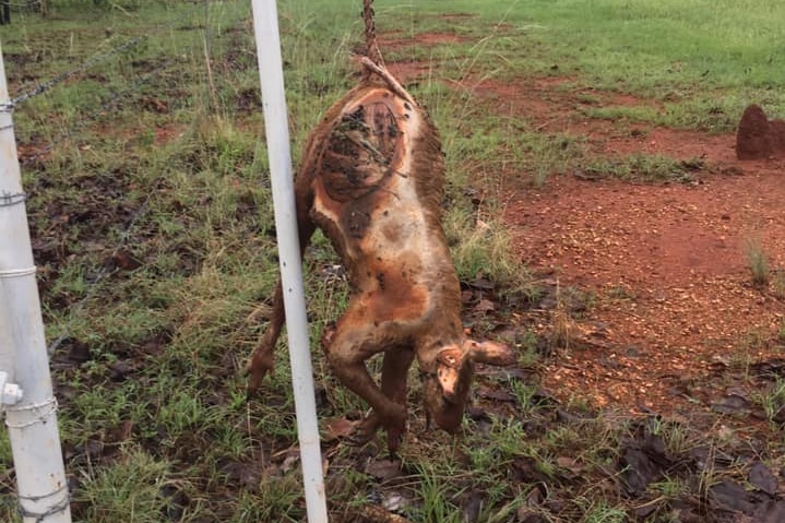 A wallaby strung up on a fence near Katherine.