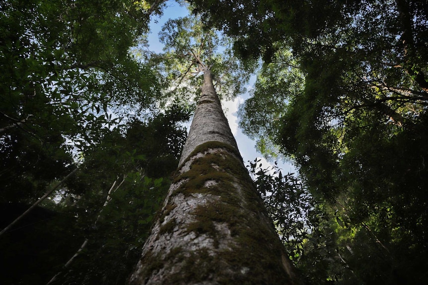 A tall mossy tree extends high in the sky above the tree canopy.