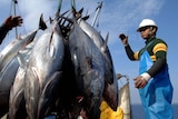 A Japanese fisherman loads tuna fish onto a boat