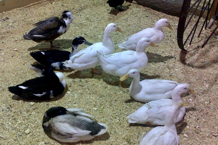 Ducks in pen at Brisbane Ekka.