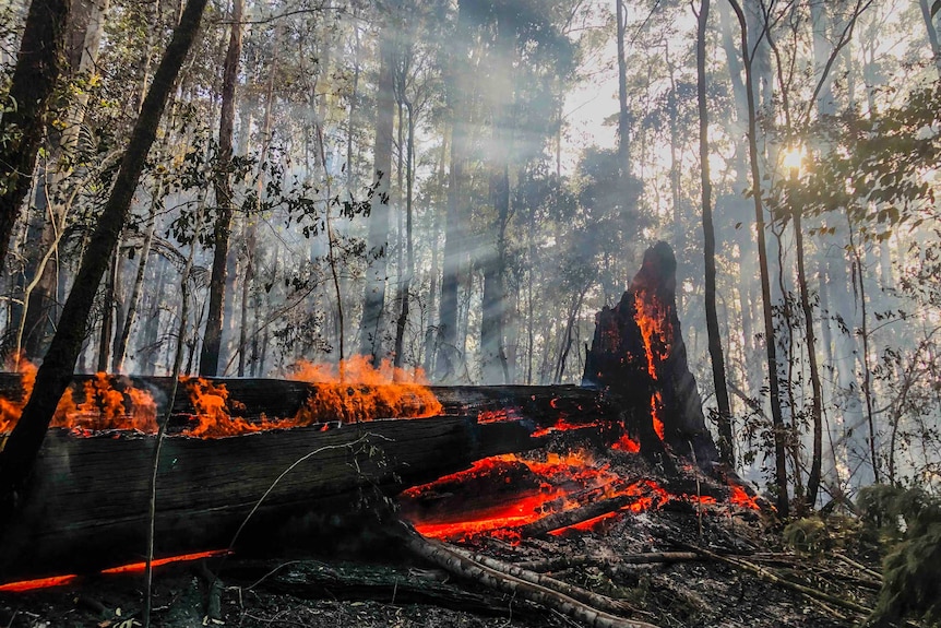 A large black log still burning on an ash covered forest floor, ray of light in the smoke from the sun.