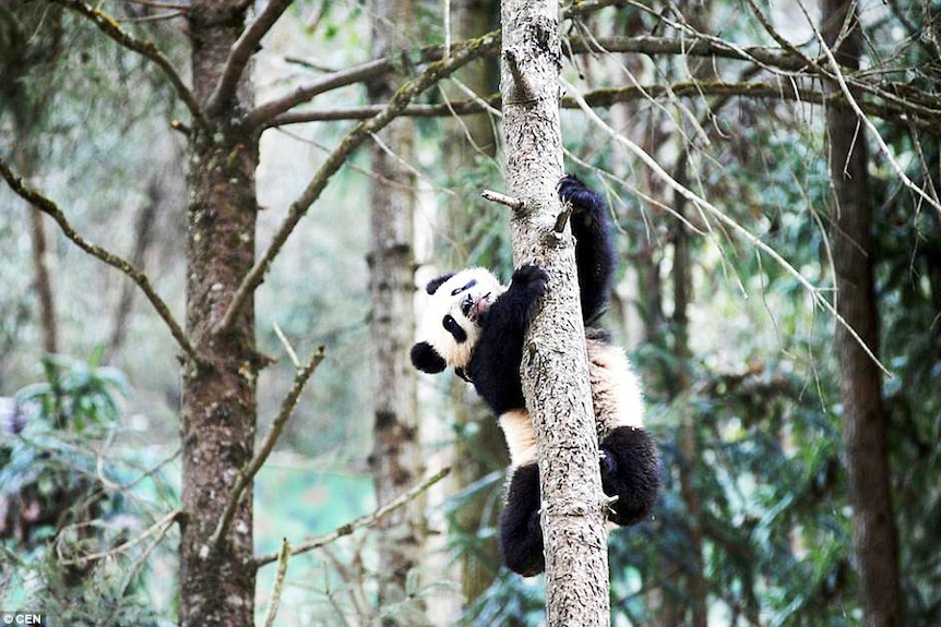 A bay panda climbs a tree during wilderness training in China.