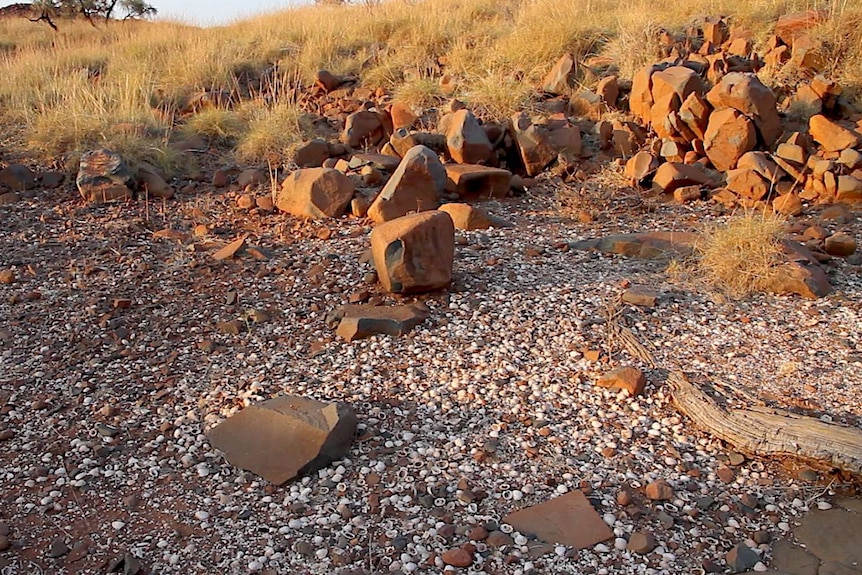 shells in a valley