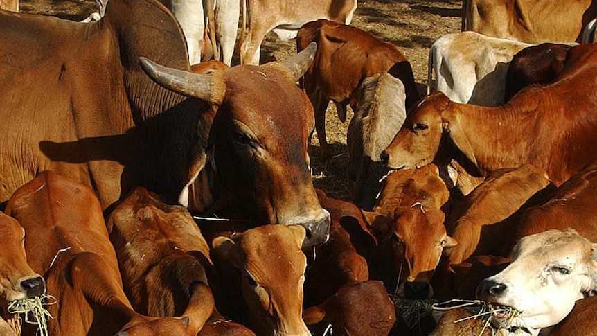 A bull feeds among a herd of calves on a cattle station