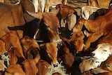 A bull feeds among a herd of calves on a cattle station
