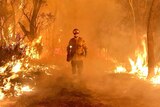 A firefighter surrounded by burning trees,