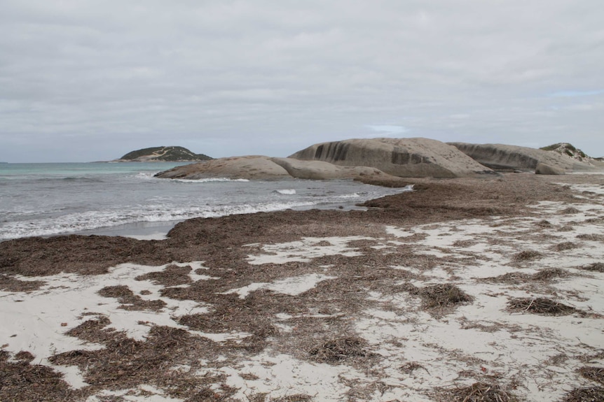 A beach with white sand and seaweed and rocks in the foreground.