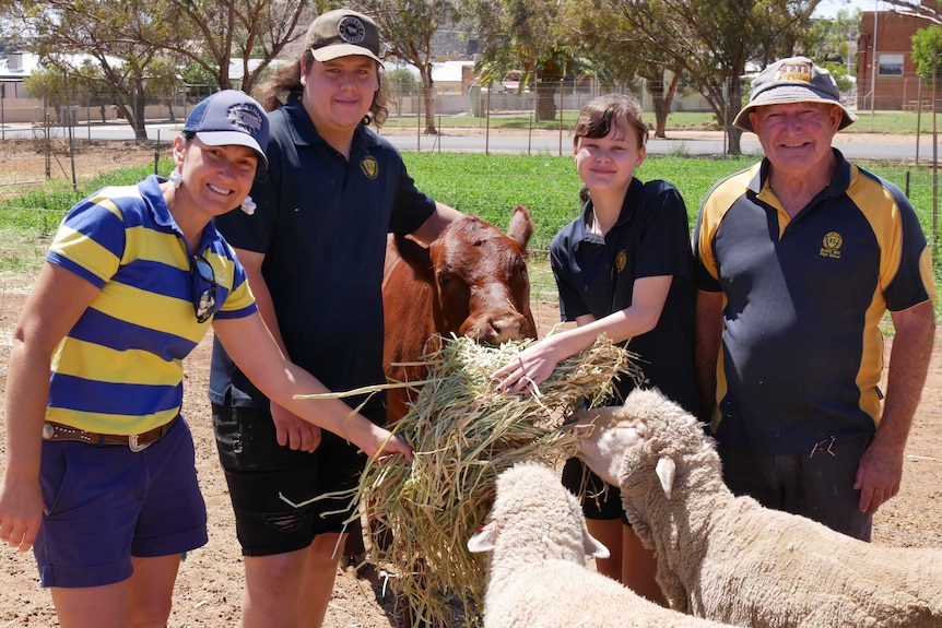 Agriculture teachers and with students feeding a cow and sheep with a handful of hay.