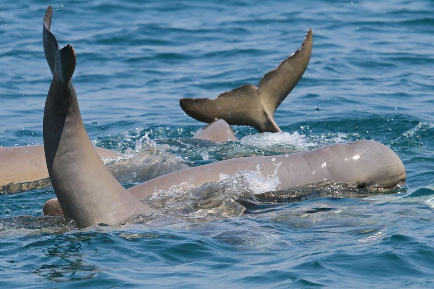 Snubfin dolphins swimming off the Kimberley coast.