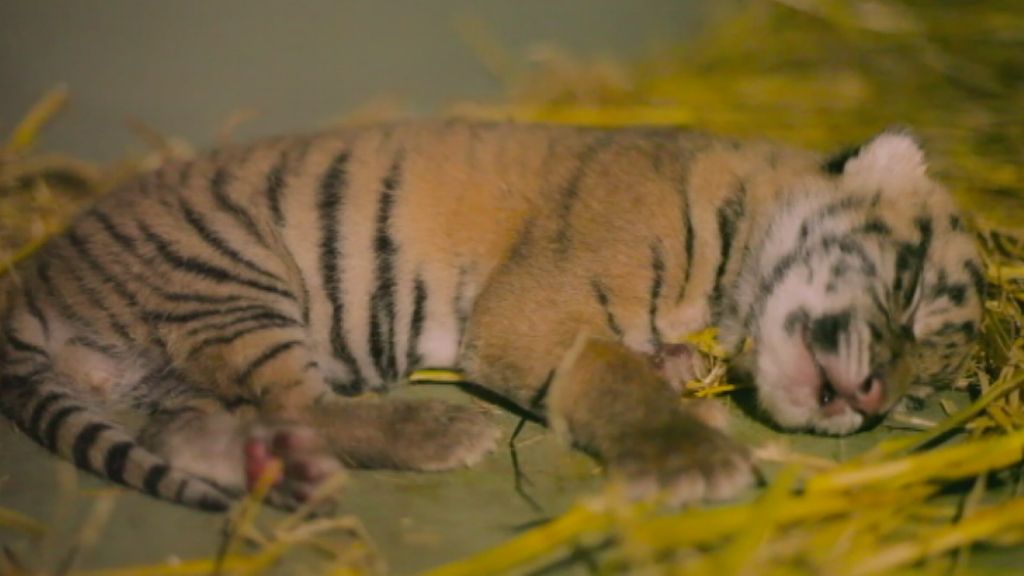 Sumatran Tiger Cubs Born At Australia Zoo Add To Captive Population Of ...