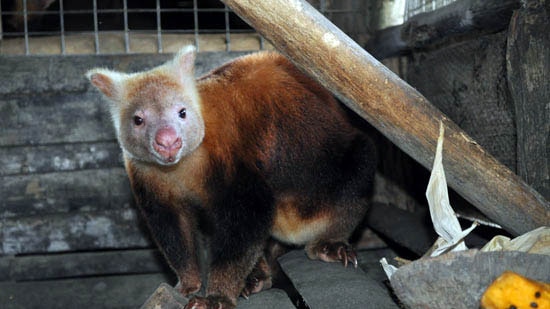 Tree kangaroo in PNG